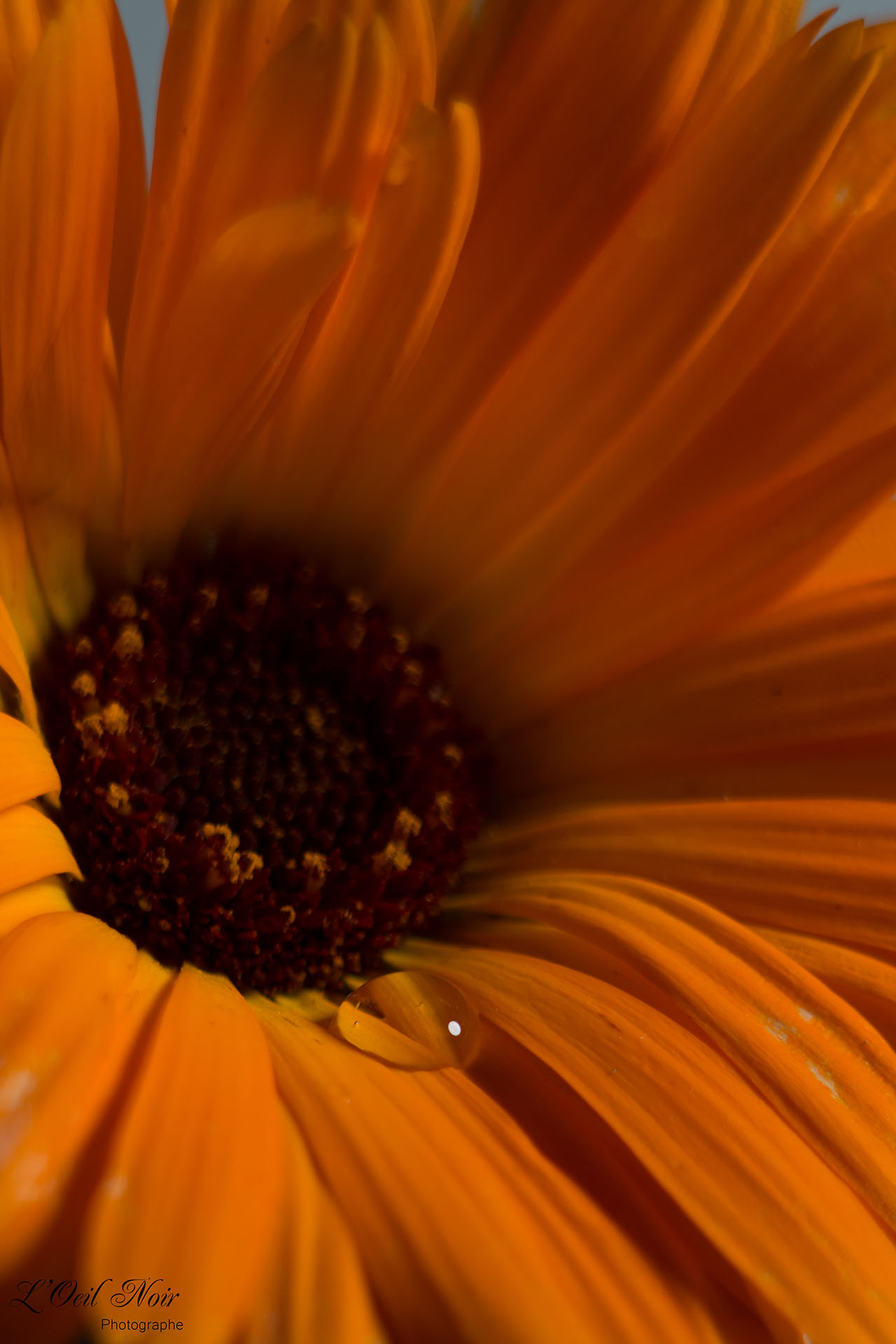 L' Oeil Noir Photographe